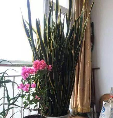 厨房里养什么花好（打造舒适的绿色厨房）