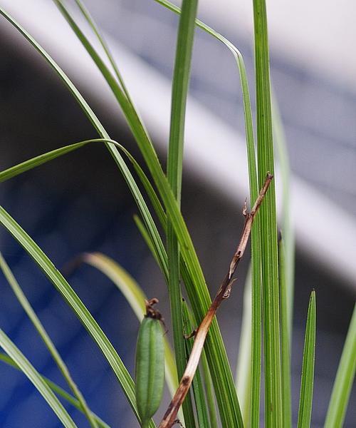 探秘兰科植物的主要特征——以兰科代表植物为例（解读兰科植物的奥秘与美丽）