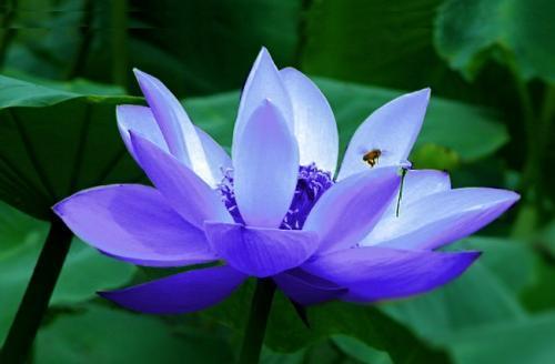 以蓝莲花代表坚强的人生意志（无畏风雨）