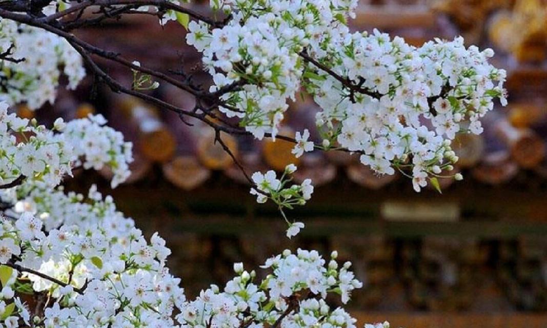 梨花花语与代表意义的探寻（解读梨花的神秘语言）