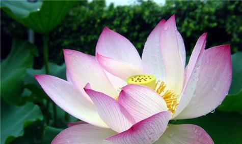 莲花的象征意义（探寻莲花的深层寓意）