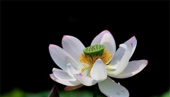 莲花的象征意义（探寻莲花的深层寓意）