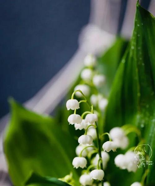 铃兰花语（铃兰花语的深层寓意及传承之美）
