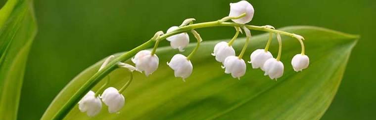 铃兰花语（铃兰花语的深层寓意及传承之美）