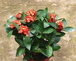 龙船花风水的祥瑞与福运（发掘龙船花的秘密力量）