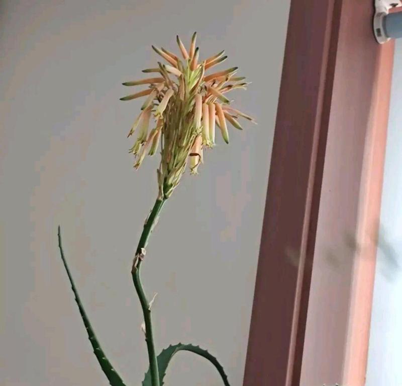 芦荟的开花与寓意（探寻芦荟开花的美丽和深意）
