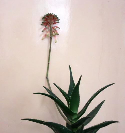 芦荟开花意味着什么（探究芦荟开花的象征意义）