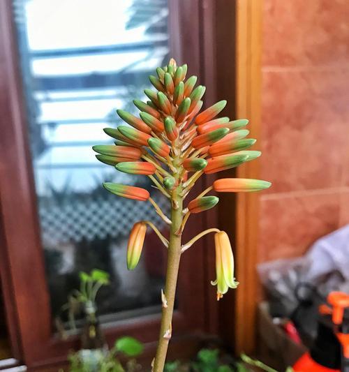 芦荟开花意味着什么（探究芦荟开花的象征意义）