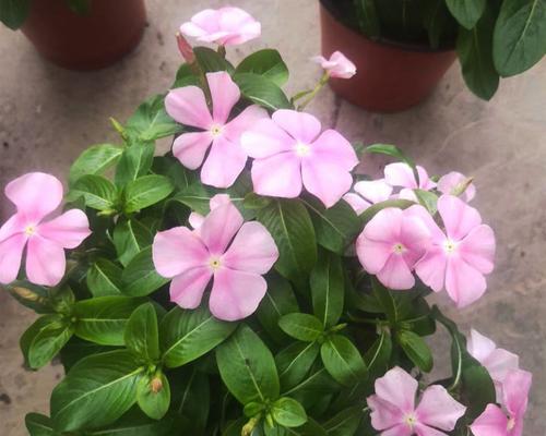 长春花（探寻长春花所蕴含的文化意义和象征）