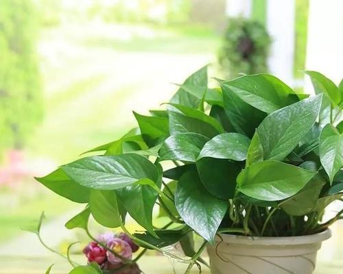 绿萝开花的含义及预示（绿萝开花的喜庆意义）