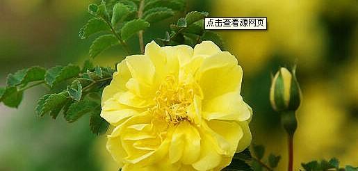 绿色玫瑰的花语（绿色玫瑰的秘密解读与传达）