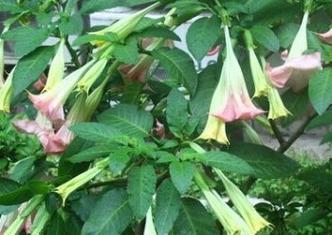 曼陀罗花（解析曼陀罗花的寓意与象征）