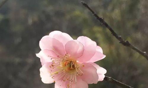 梅州之美（探索梅州市花——梅花的文化内涵与美丽景观）