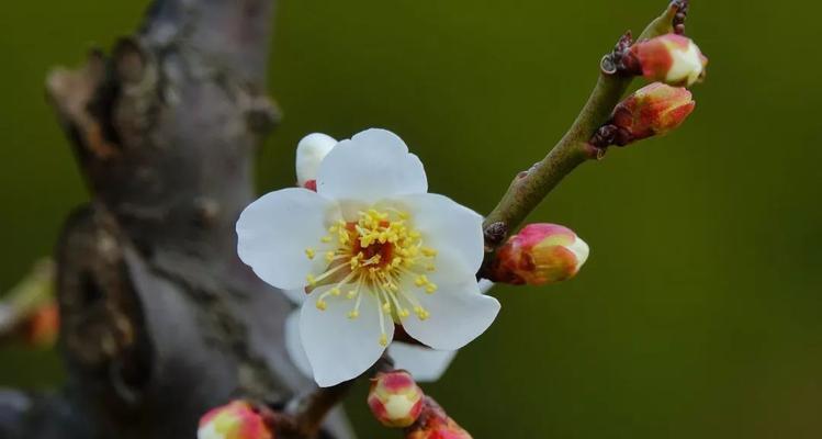 梅州之美（探索梅州市花——梅花的文化内涵与美丽景观）