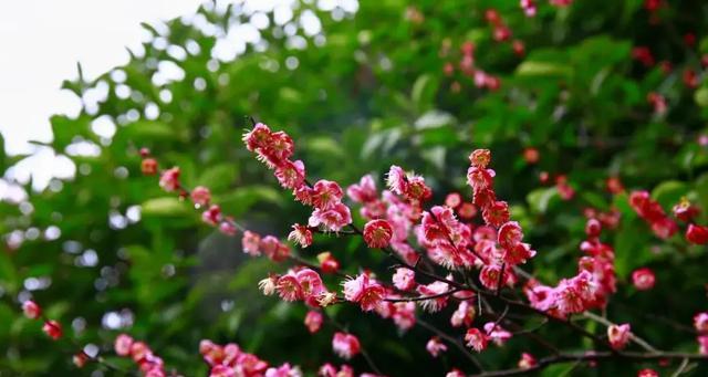 梅州之美（探索梅州市花——梅花的文化内涵与美丽景观）