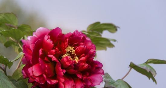 牡丹花的生肖代表意义（牡丹花在十二生肖中的象征地位及文化寓意）