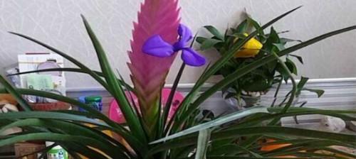 女雏会开花吗（深入探究女雏开花的象征意义及其蕴含的美好寓意）