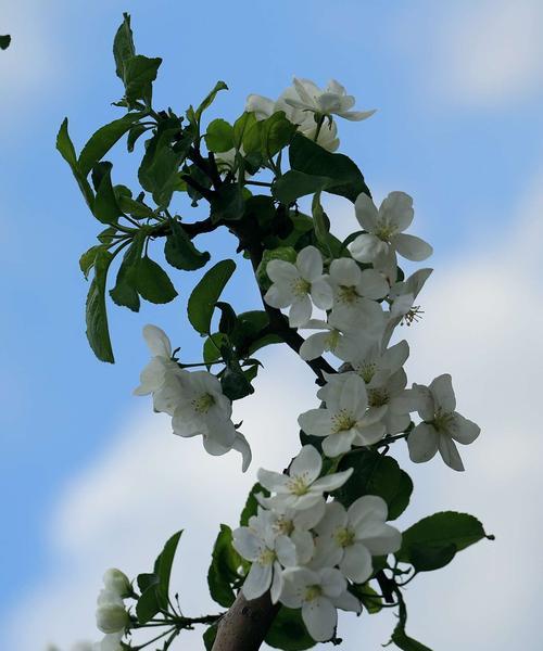 苹果花的象征意义及传统文化内涵（探究苹果花的寓意与文化价值）
