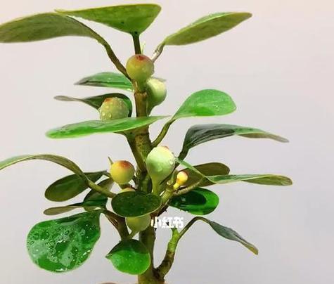 菩提花的花语及其意义（深入解读菩提花的花语）