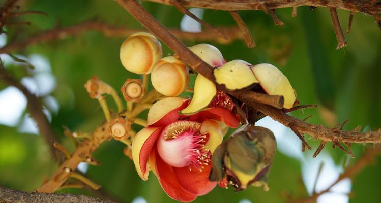 菩提花的花语及其意义（深入解读菩提花的花语）