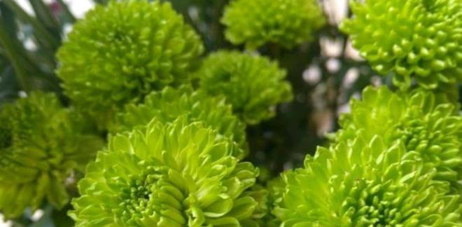 菩提花的花语及其意义（深入解读菩提花的花语）
