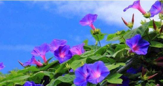 牵牛花的象征意义（探寻牵牛花在文化中的隐喻与象征）