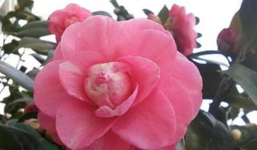 山茶花（探索山茶花背后的象征意义）