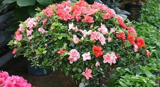 山茶花（探索山茶花背后的象征意义）