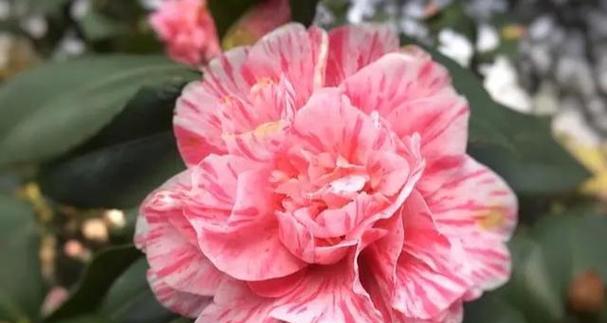 山茶花（探索山茶花背后的象征意义）