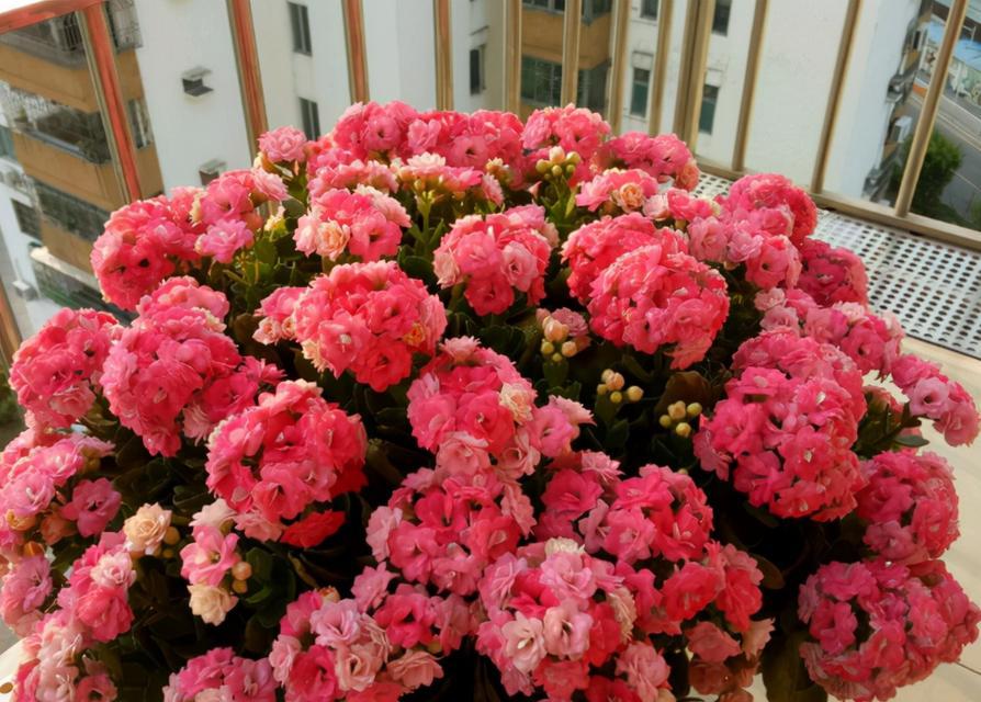 春节花卉盛典（春节花卉代表的寓意与象征）