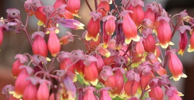 春节花卉盛典（春节花卉代表的寓意与象征）