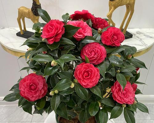 春节花卉盛典（春节花卉代表的寓意与象征）