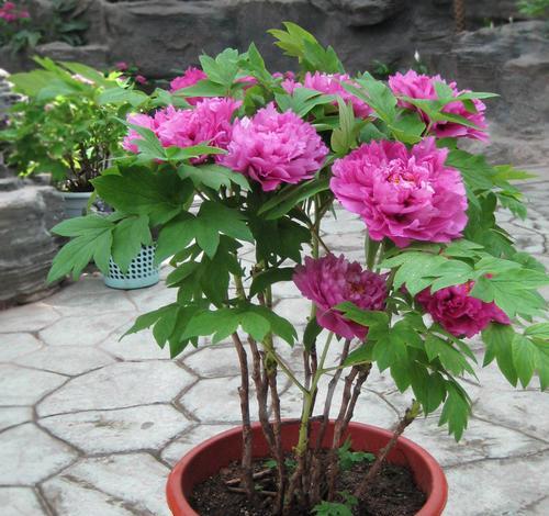 中国之花（盛世华章——中国文化中的花卉象征）