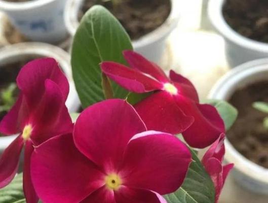 四季梅（四季梅的花语和寓意）