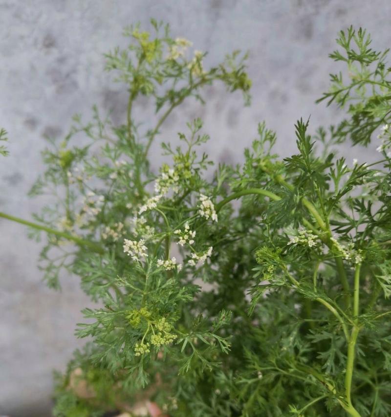 以香菜会开花吗（揭秘香菜开花的原因和意义）