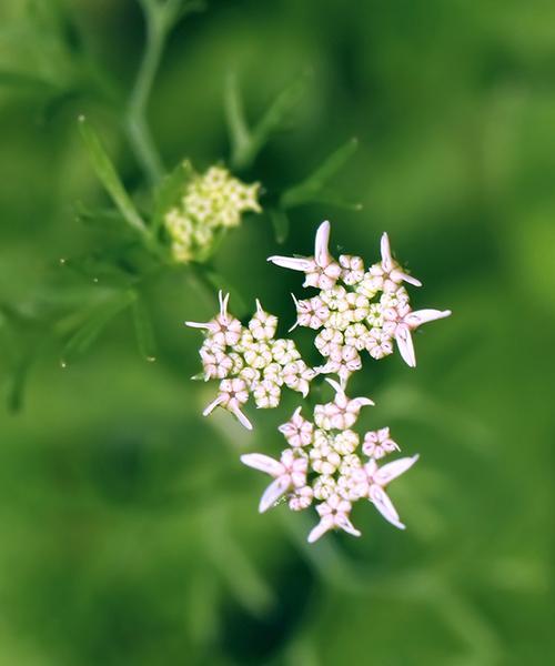 以香菜会开花吗（揭秘香菜开花的原因和意义）