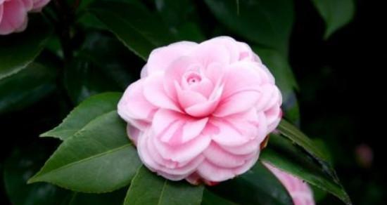 泰戈尔山茶花（探寻泰戈尔山茶花的内涵与意义）
