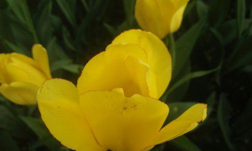黄色郁金香（郁金香花朵的含义与传说）