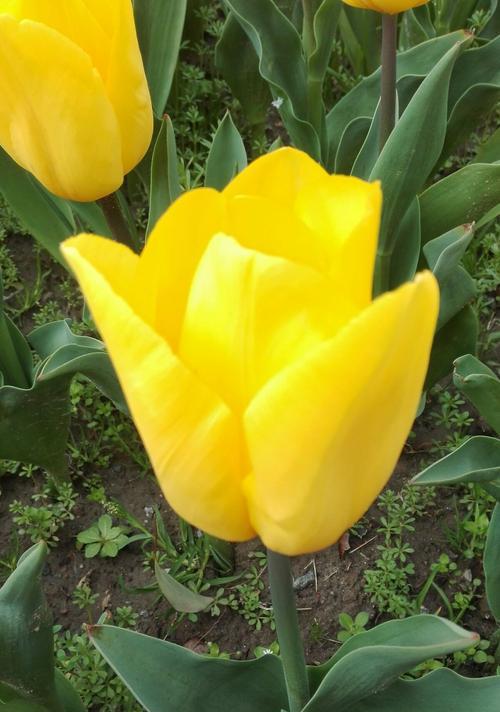 黄色郁金香（郁金香花朵的含义与传说）
