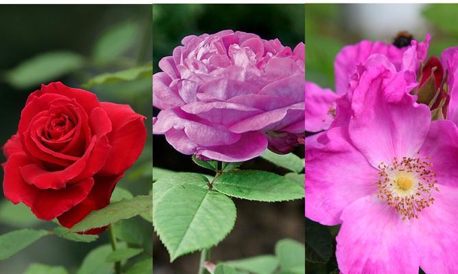黄色月季花语——浓情之花（传递幸福与友谊的芳香信使）