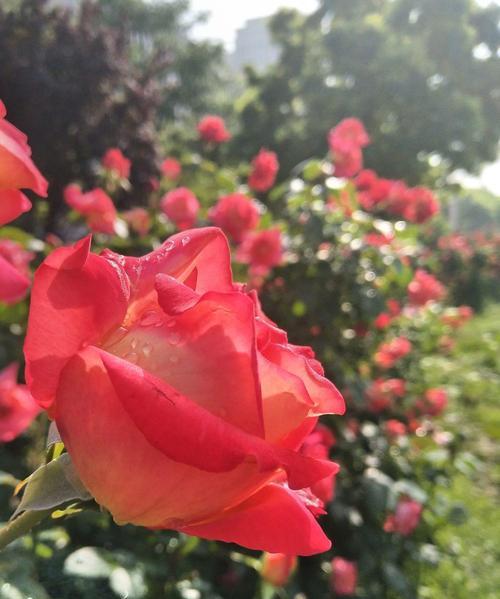 黄色月季花语——浓情之花（传递幸福与友谊的芳香信使）