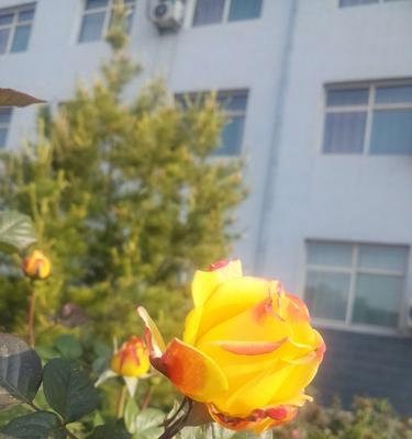 黄色月季花语——浓情之花（传递幸福与友谊的芳香信使）