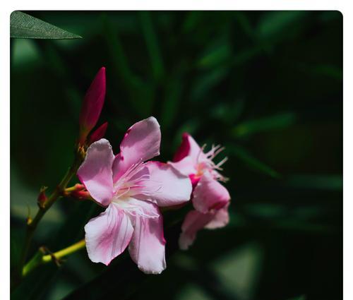 夹竹桃花语传说（探寻夹竹桃花的花语传说及背后的文化意义）