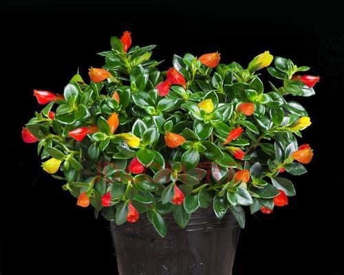 金鱼吊兰（金鱼吊兰的花语）