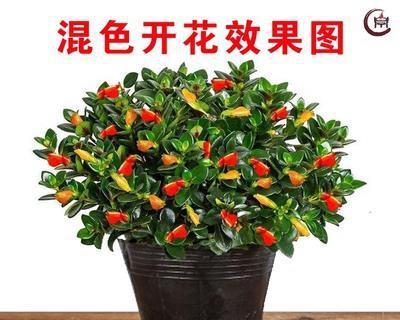 金鱼吊兰（金鱼吊兰的花语）