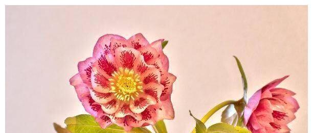 九月桃花刀——探寻传统文化的魅力（一种象征美丽与坚毅的武器）
