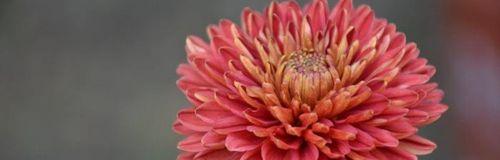 菊花的花语及其象征意义（探究菊花的文化象征与传统意义）