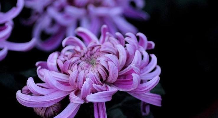 菊花的花语及其象征意义（探究菊花的文化象征与传统意义）