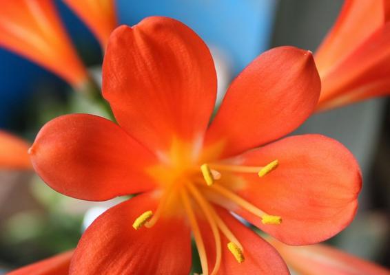 君子兰，花开两次的生命寓意（一年两次花开的美丽奇迹与寓意）