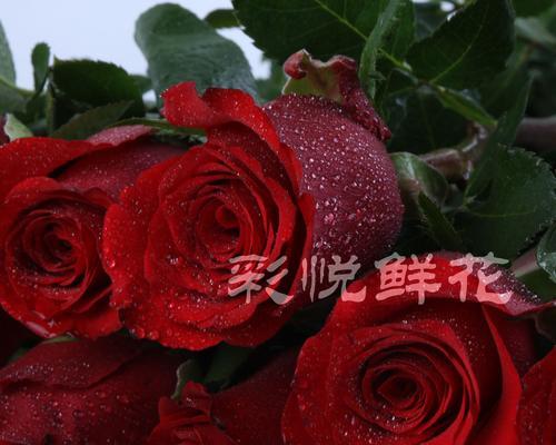 卡罗拉玫瑰花语（绽放的卡罗拉）